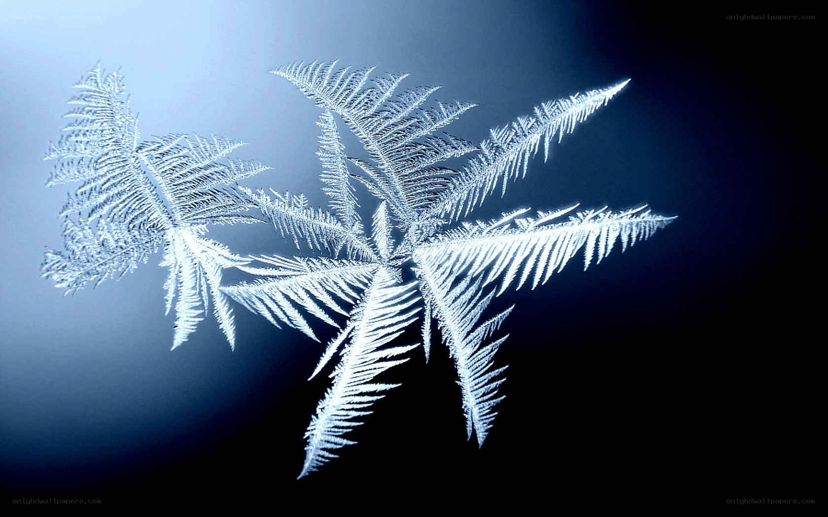 frost pattern on glass