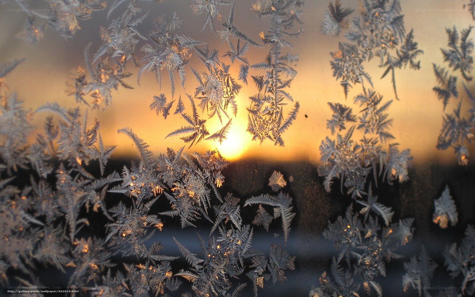 frost patterns on a window