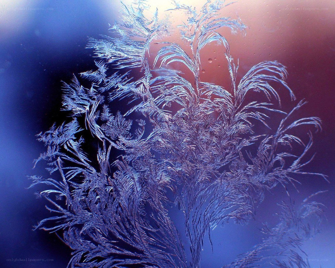 Frost patterns on a window