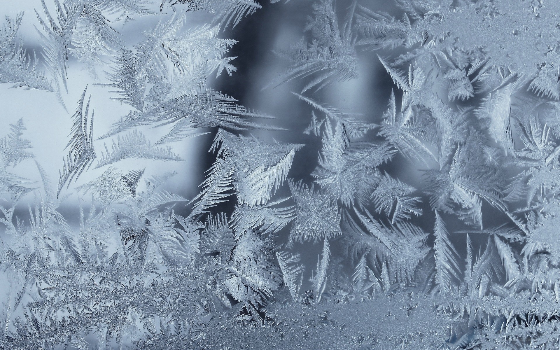 frost patterns on a window