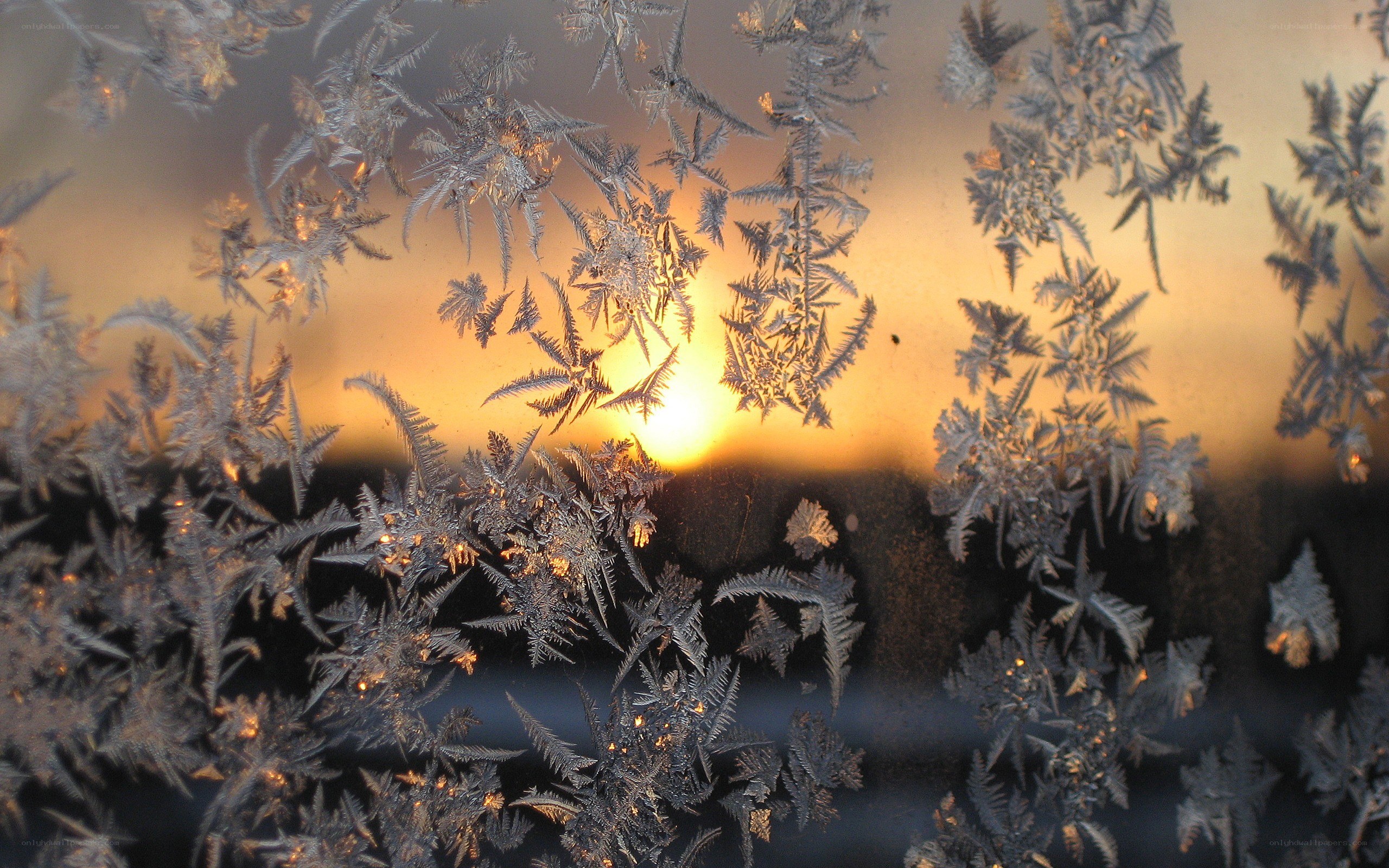 frost patterns on a window