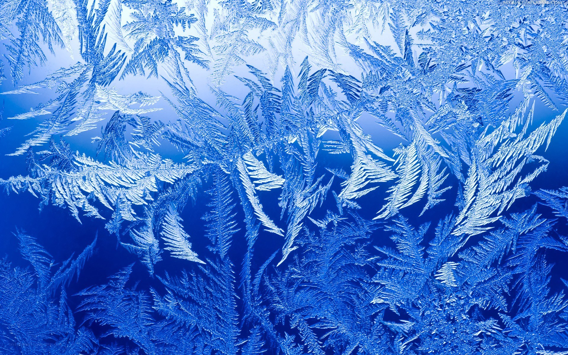 frost patterns on a window
