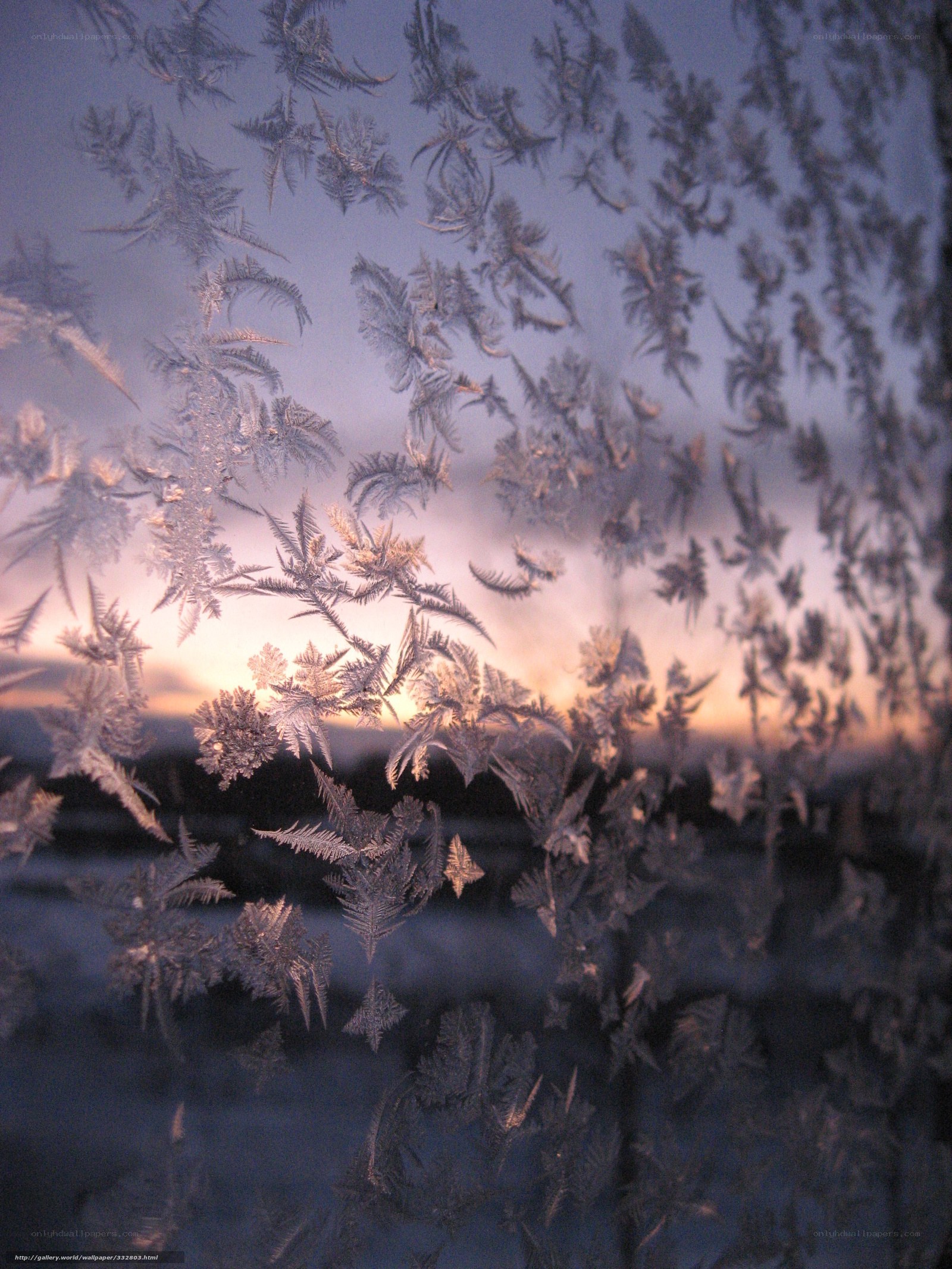 frost patterns on a window