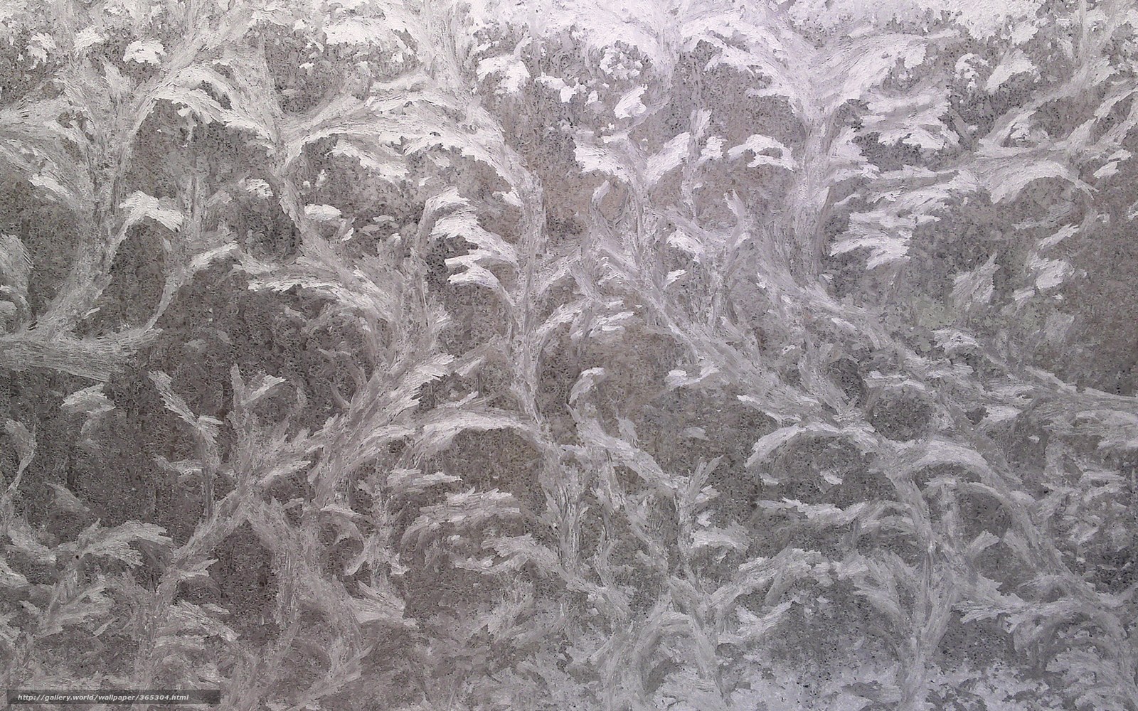 frost patterns on glass