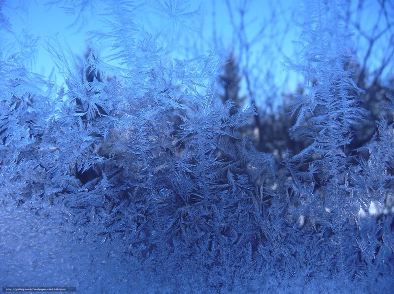 Frost Patterns on Glass — Blue, Cold, Winter, Photograph, Trees