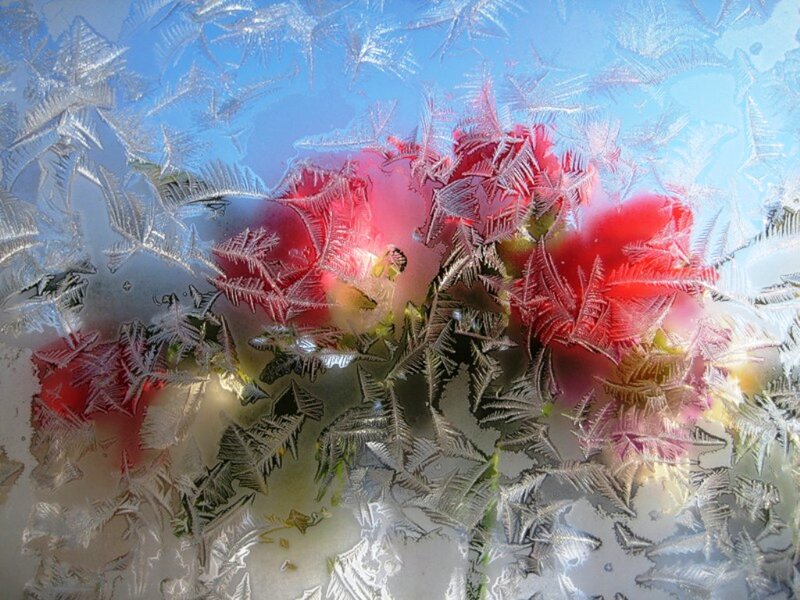 Frost Patterns on Glass — Red