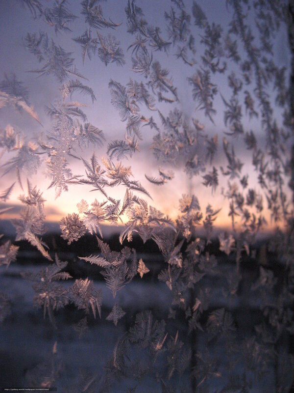 Frost Patterns on Window — White, Serene