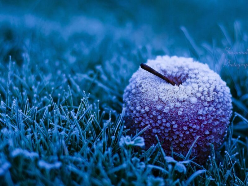 frosted apple on grass