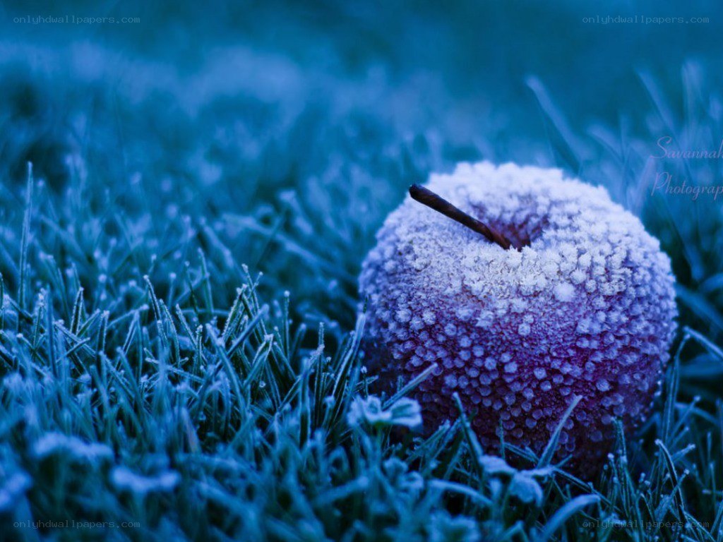 frosted apple on grass