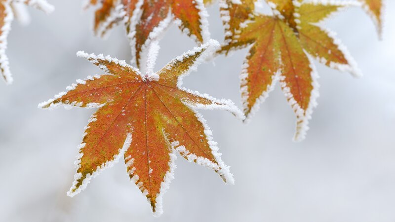 frosted autumn leaf