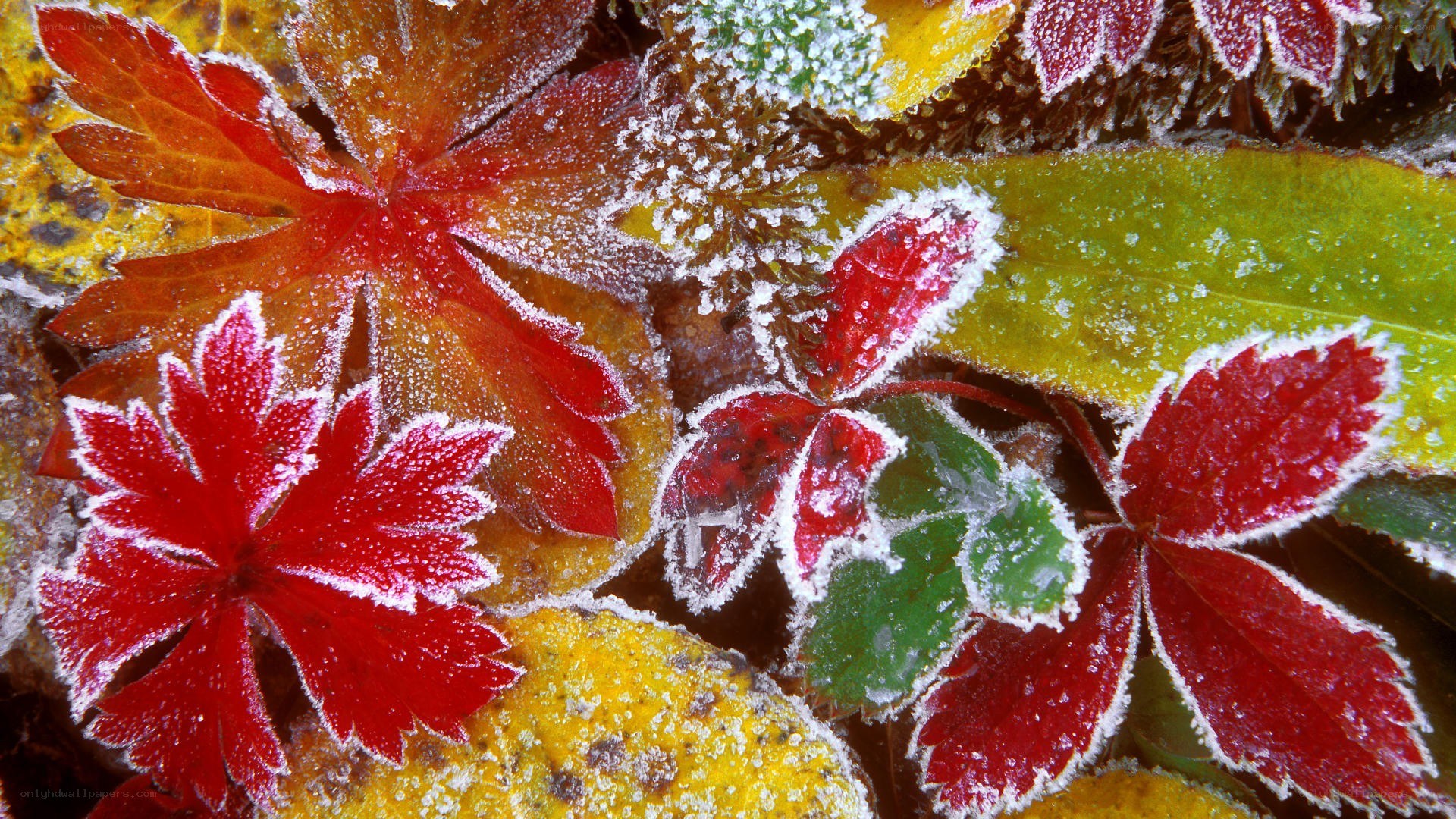 Frosted autumn leaves