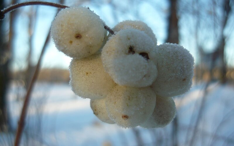 frosted berries in winter