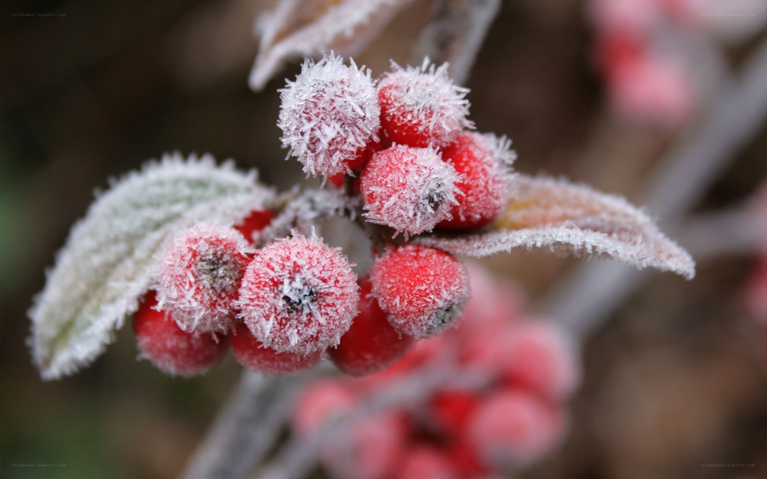 frosted berries on a branch