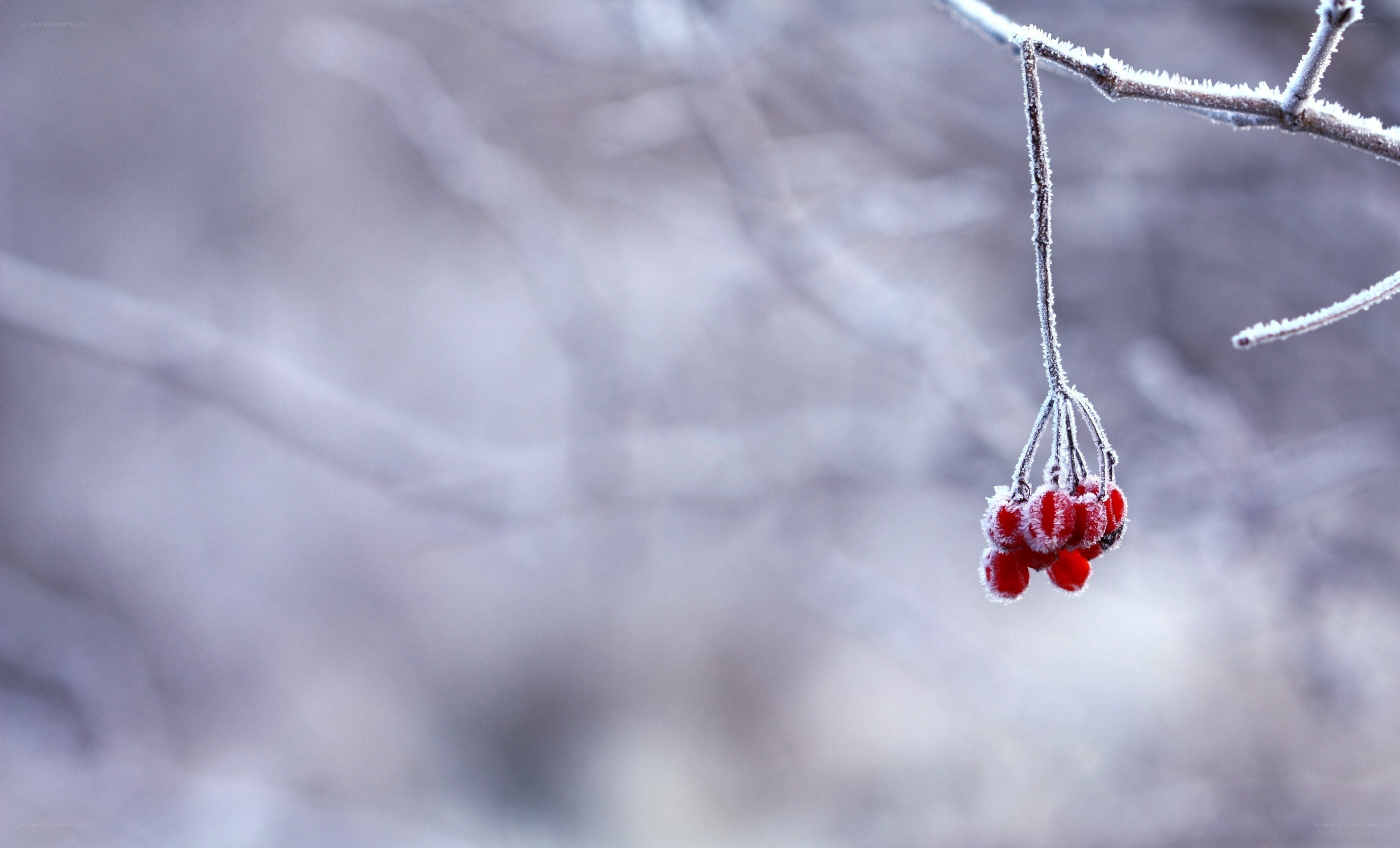 frosted berries on a branch