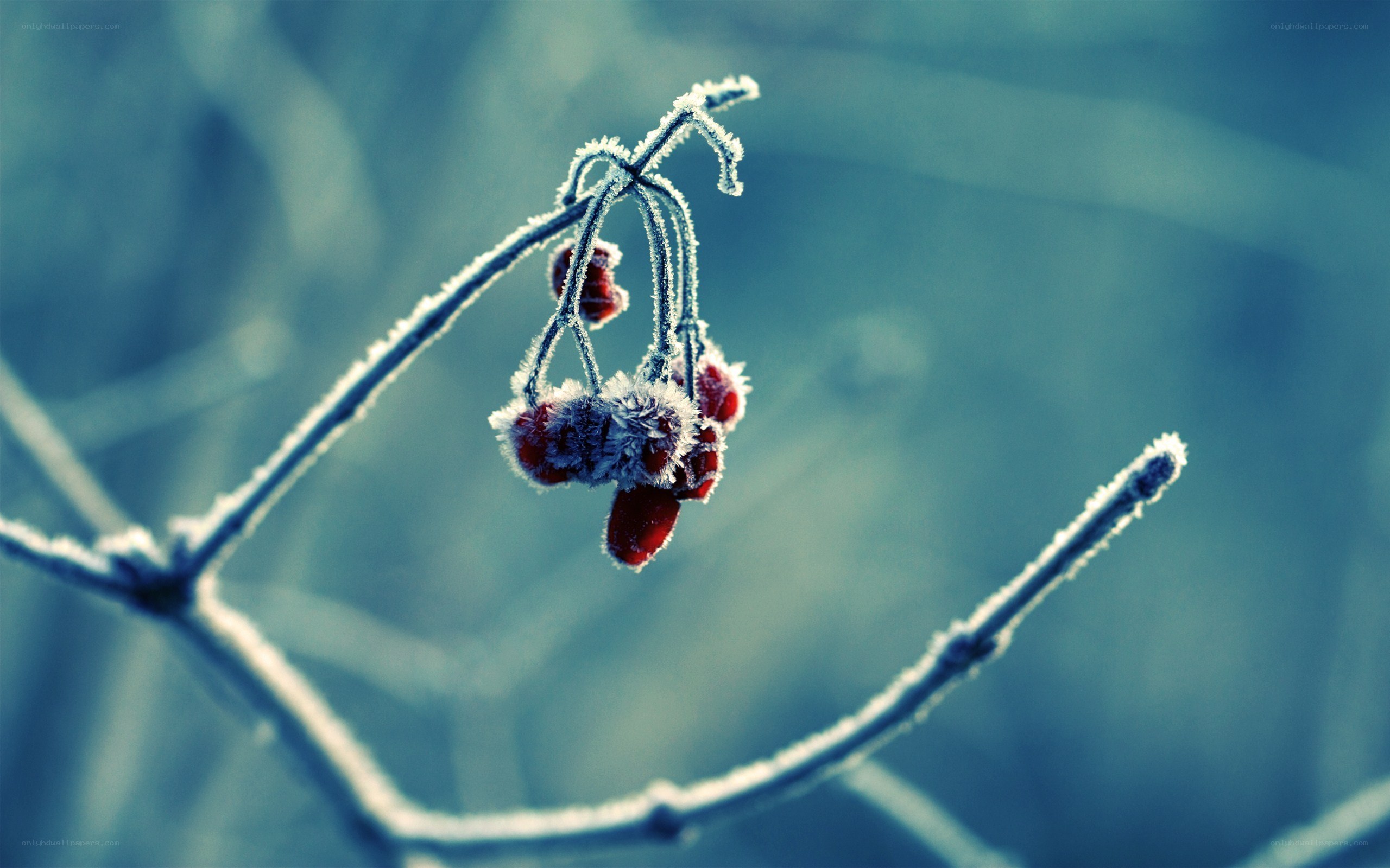 frosted berries on a branch