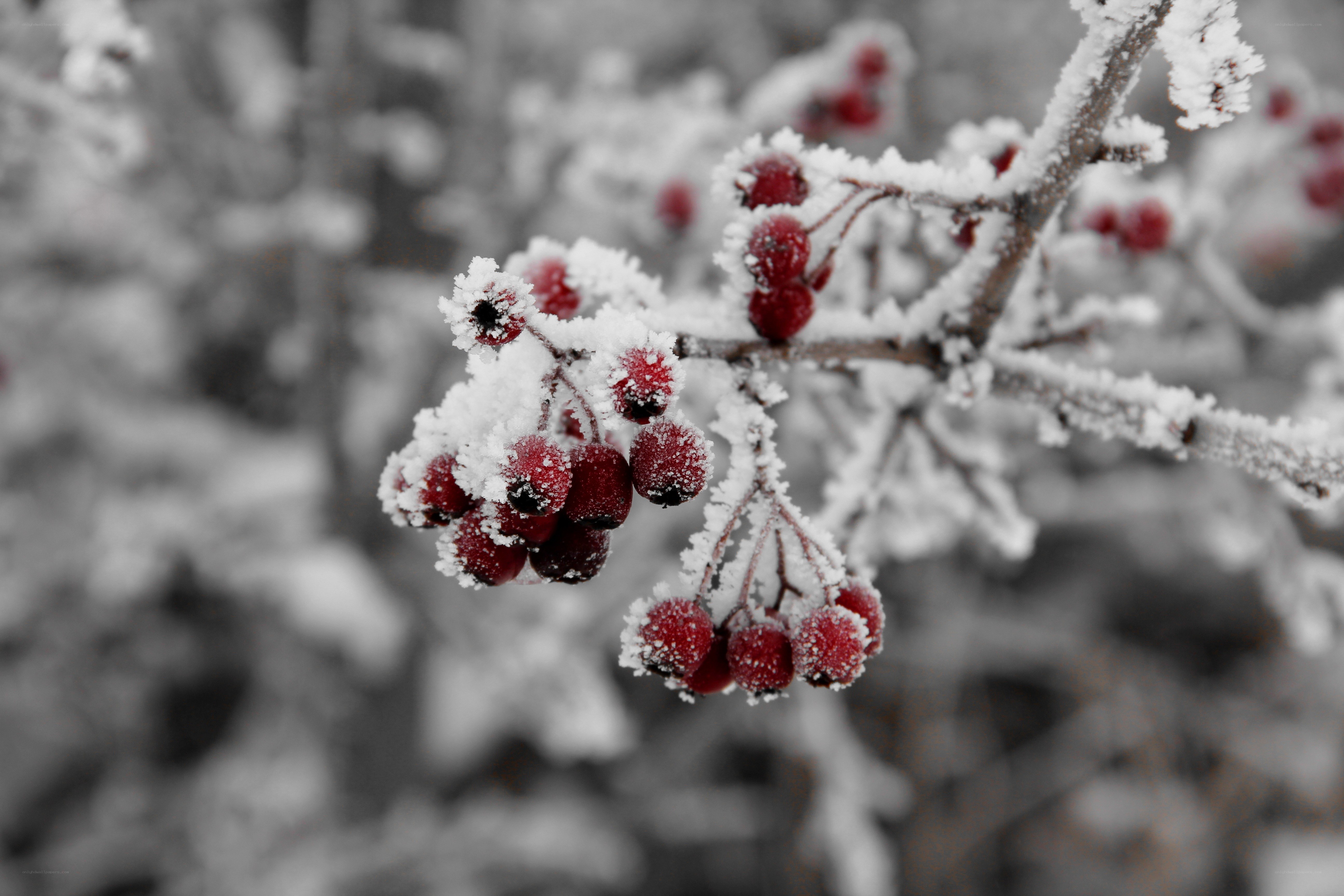 frosted berries on a winter branch