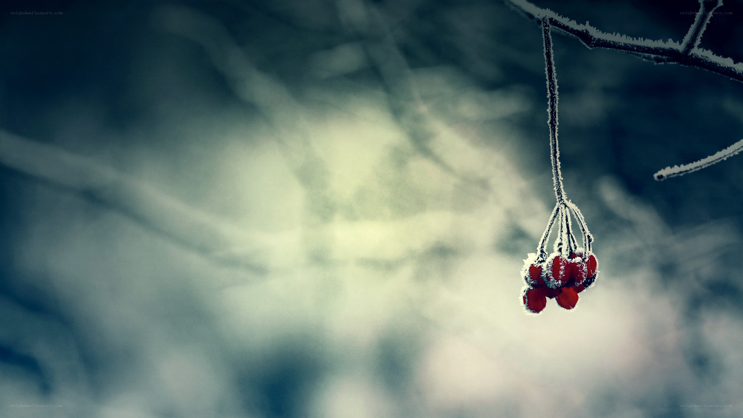 frosted berries on a winter branch