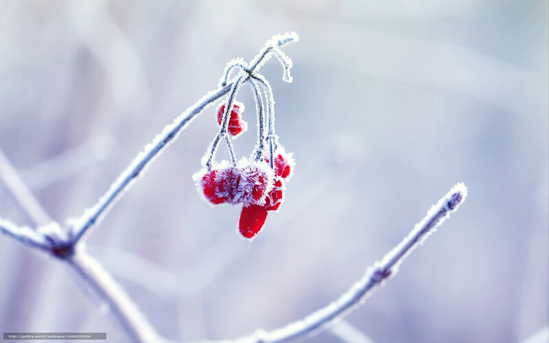 Frosted berries on a winter branch