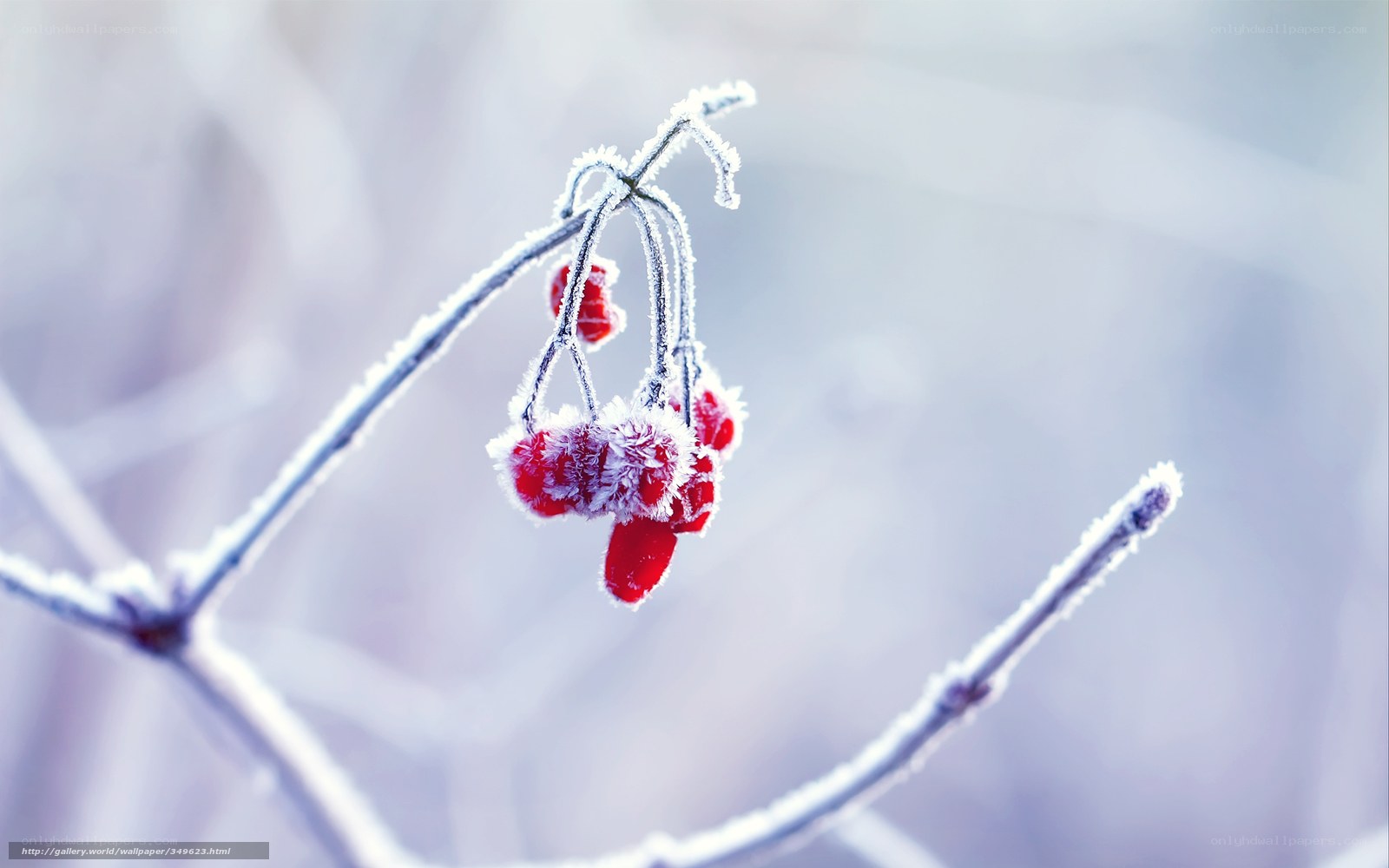 Frosted berries on a winter branch