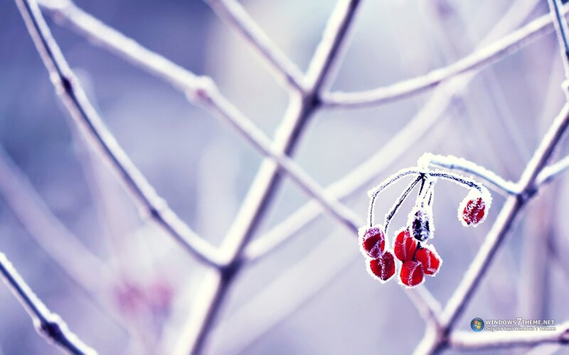 Frosted Berries on Branch — Red, Cold