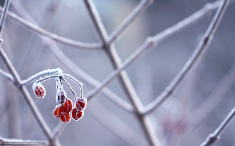 Frosted Berries on Branch — Red, Cold, Winter, Photograph, Branches