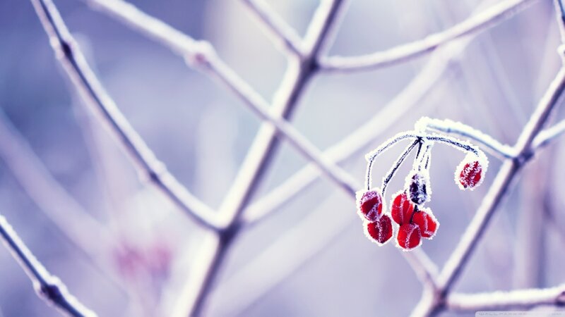 Frosted Berries on Branch — Red, Cold, Winter, Photograph