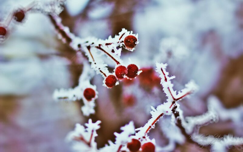 Frosted Berries on Branch — Red