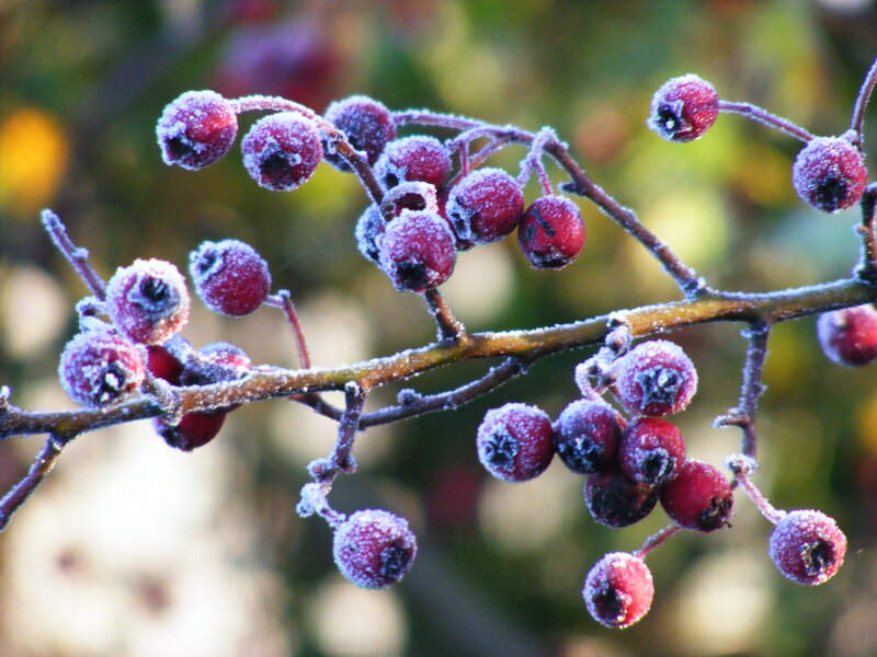 Frosted Berries on Branch