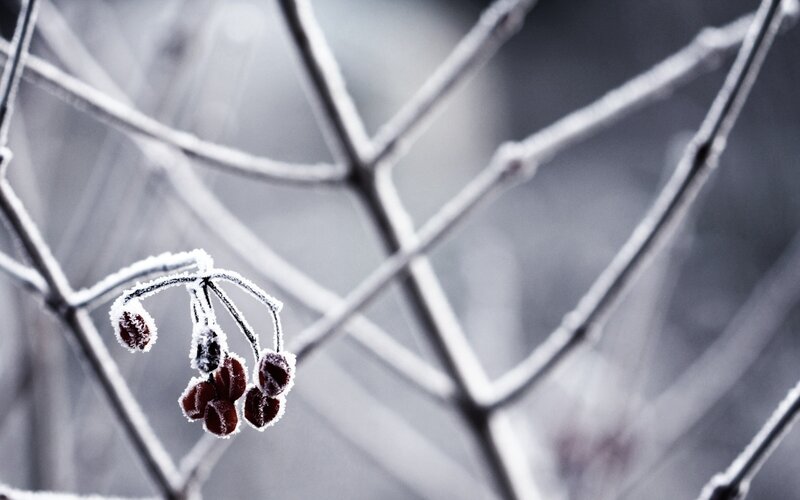 Frosted Berries on Branch — White