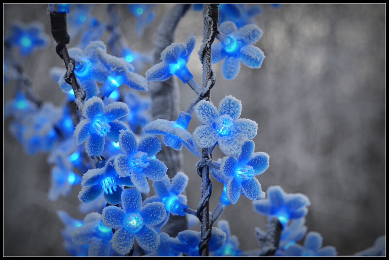 Frosted Blue Flower Lights — Cold