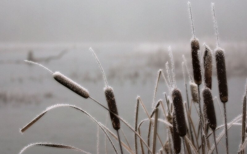 Frosted Cattails in Fog — Gray, Misty