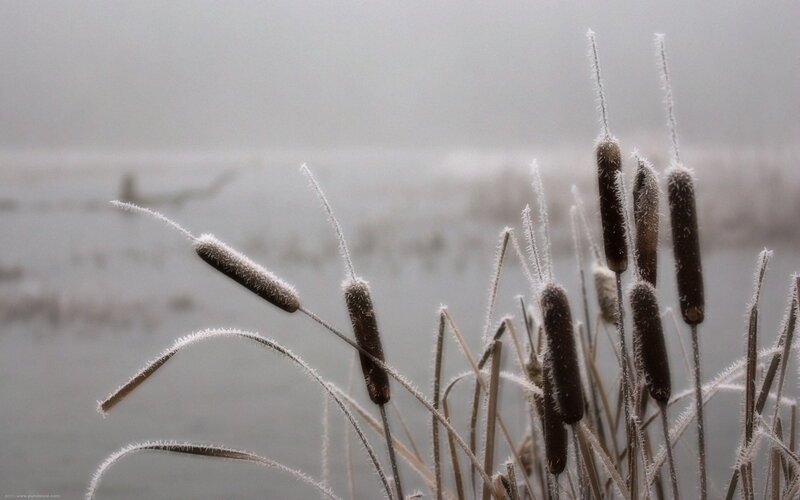 Frosted Cattails in Fog — Gray