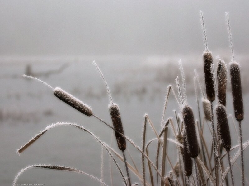 Frosted Cattails in Fog