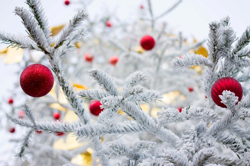 Frosted Christmas Tree Branches