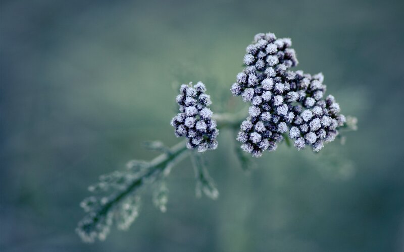 frosted flower buds