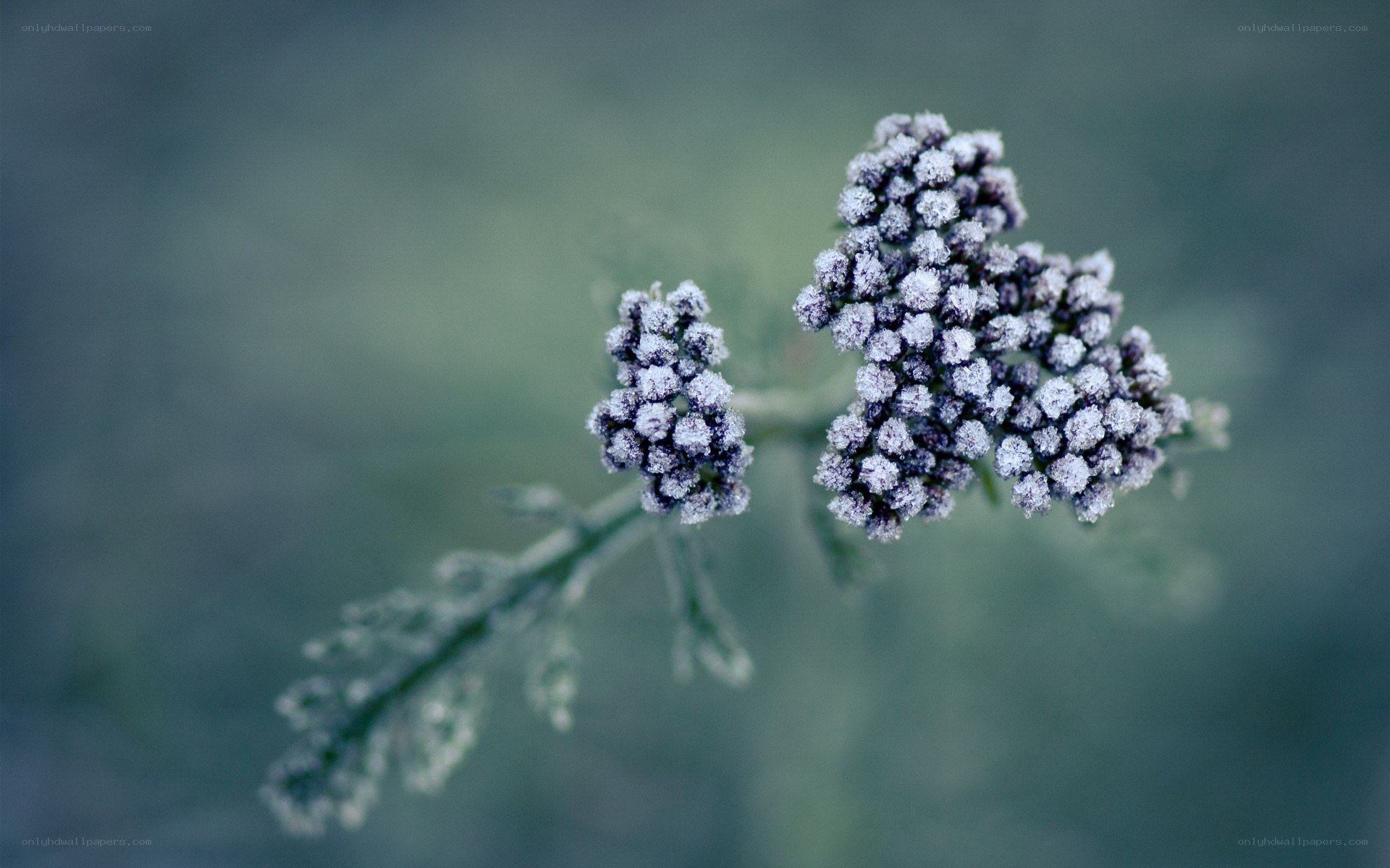 frosted flower buds