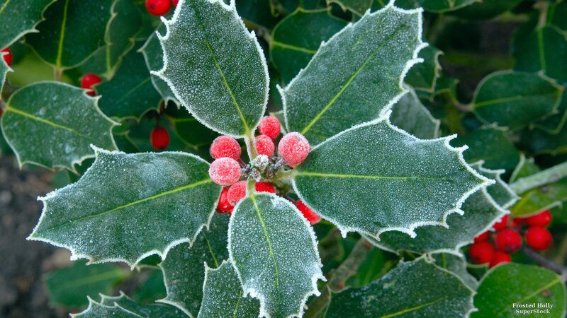Frosted Holly Berries — Green