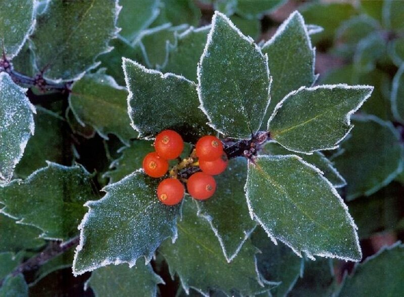 Frosted Holly Berries