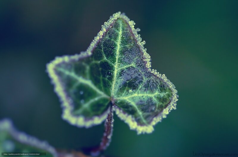 frosted ivy leaf