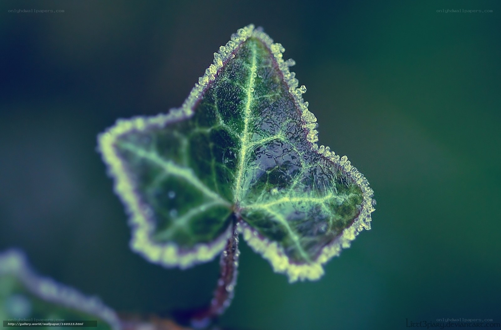 frosted ivy leaf