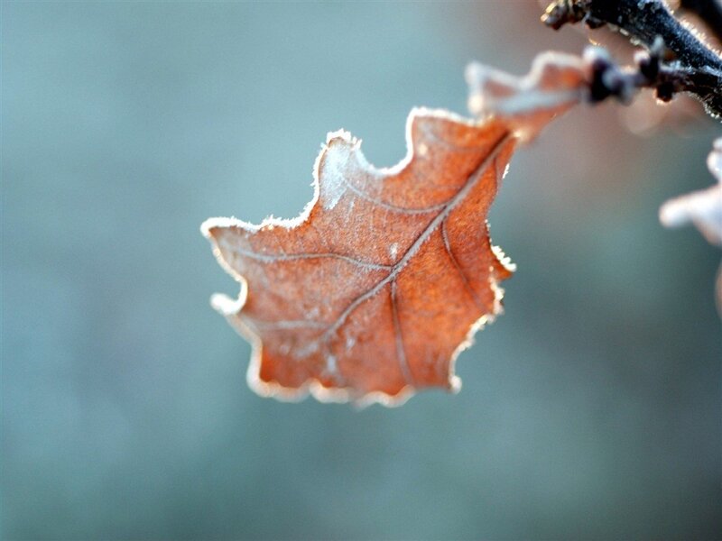 Frosted Oak Leaf