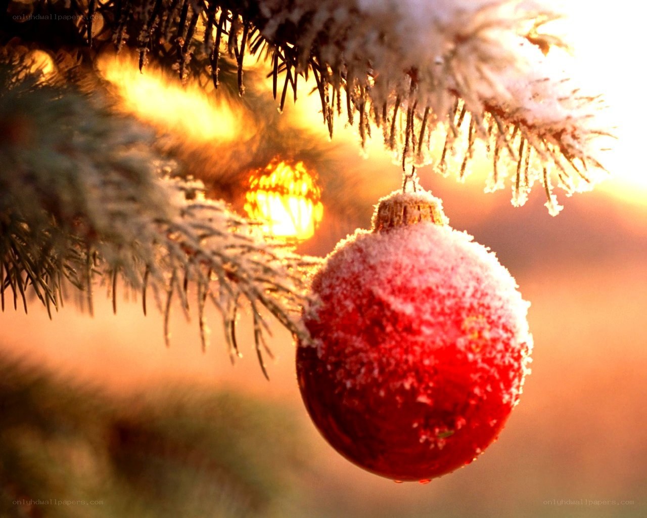 frosted ornament on a tree
