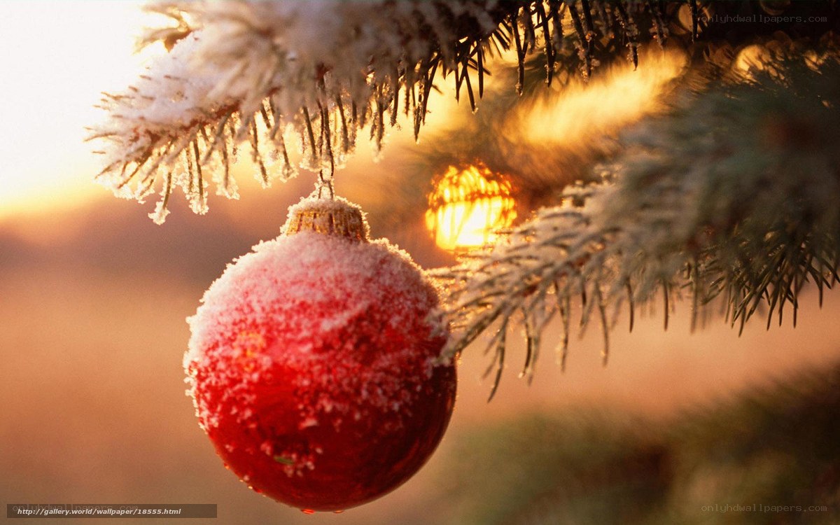 frosted ornament on pine branch