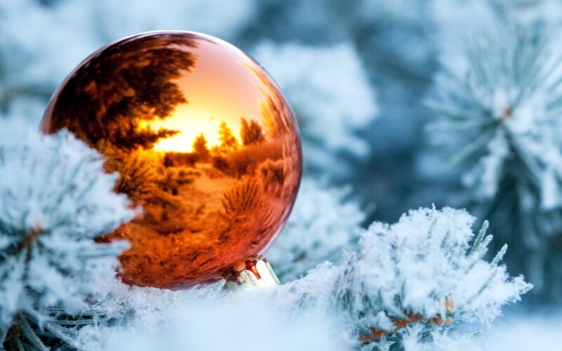 Frosted Pine Branch