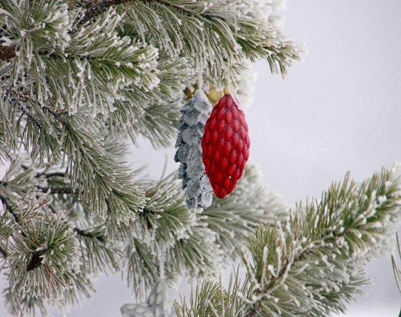 Frosted Pine Branches — Green