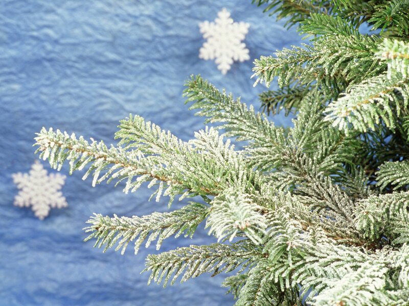 frosted pine branches on blue