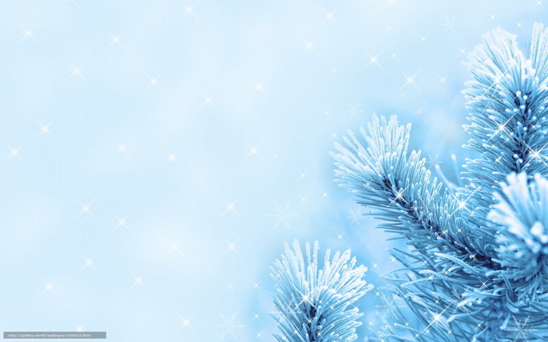 frosted pine branches