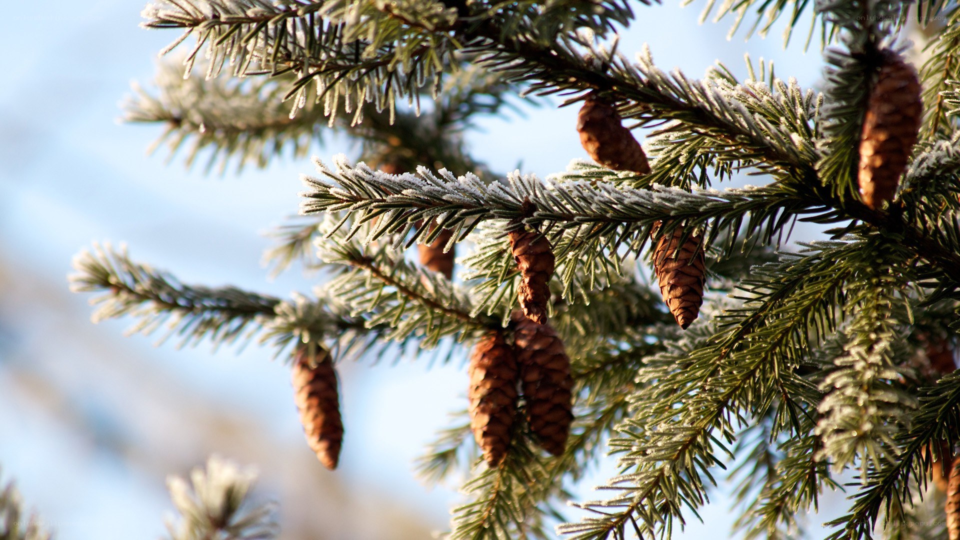frosted pine branches with cones