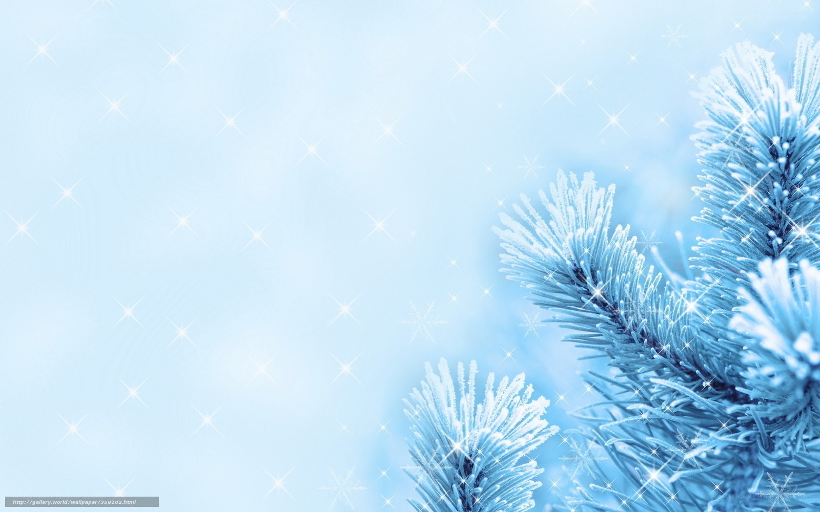 frosted pine branches