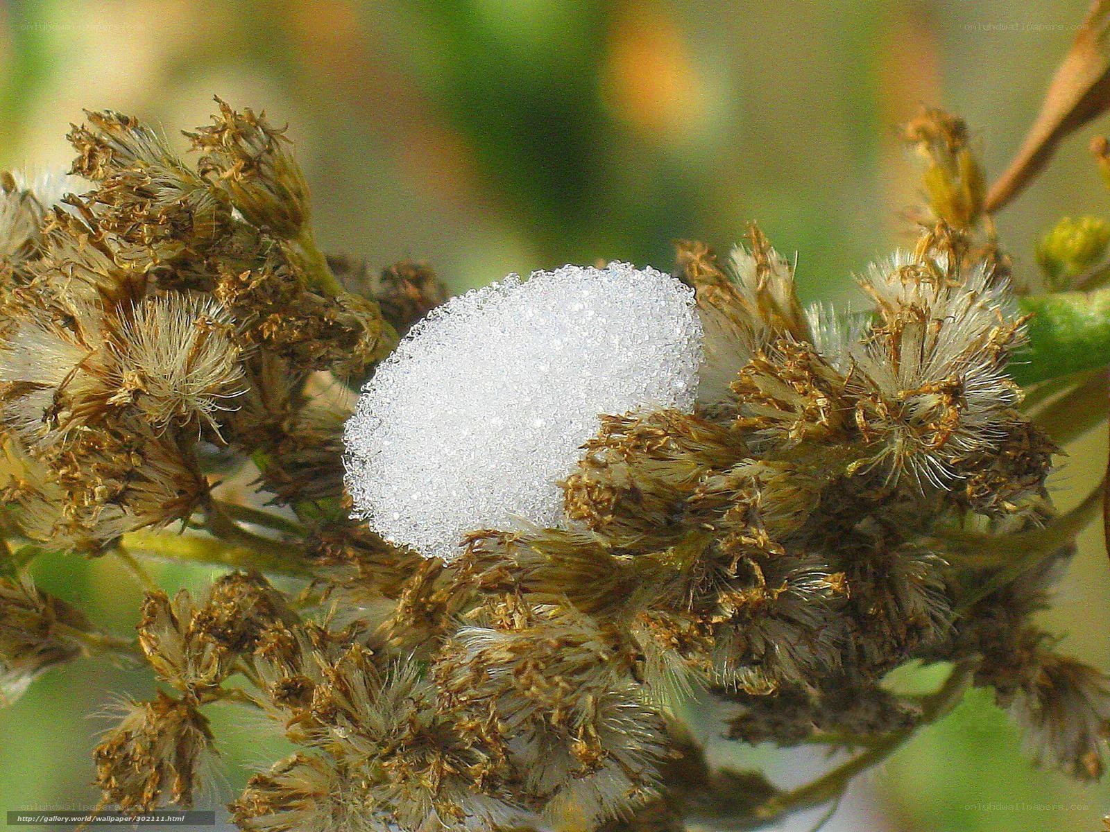 frosted plant in sunlight